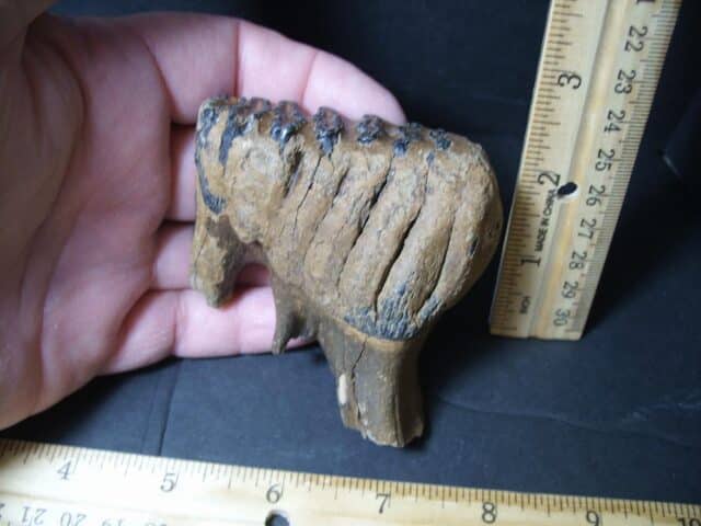 Fossilized Baby Mammoth Molar (101922c)