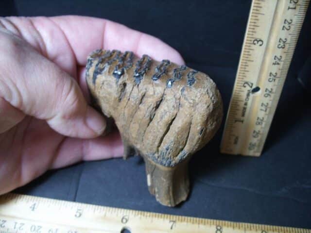 Fossilized Baby Mammoth Molar (101922c) - Image 3