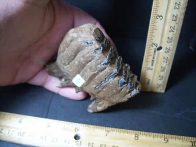 Fossilized Baby Mammoth Molar (101922c) - Image 4