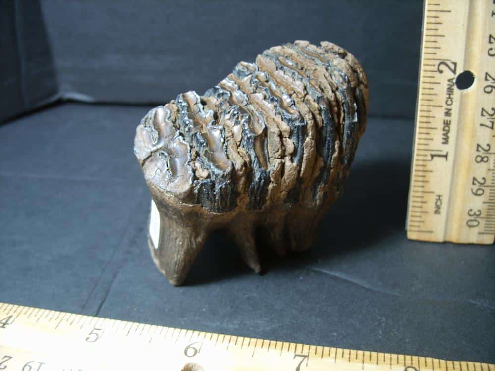 Fossilized Baby Mammoth Molar (101922d).* “SPECIAL