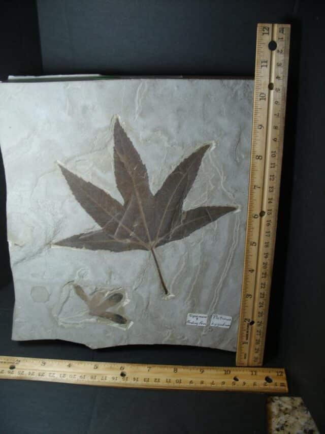 Perfect Sycamore Leaf  Fossil (101922e)  - Image 3