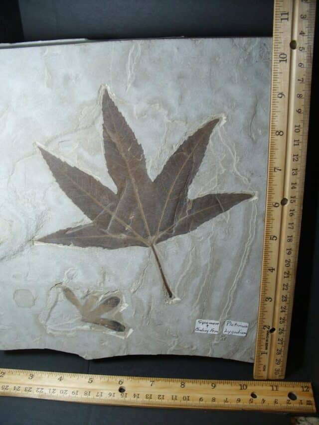 Perfect Sycamore Leaf  Fossil (101922e) 