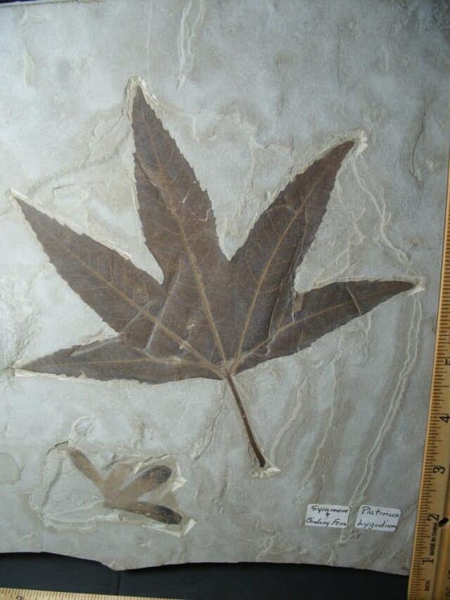 Perfect Sycamore Leaf  Fossil (101922e)  - Image 2