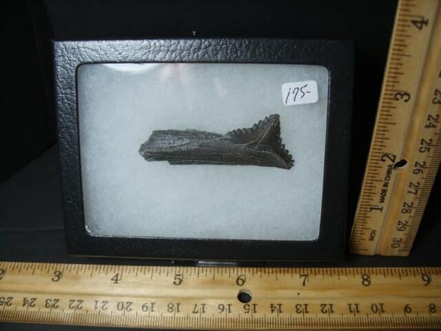 Edestus - Coal Mine Shark Tooth (101922g)...SOLD ; BOB E. 10/19/22