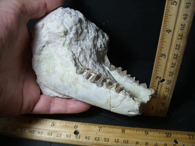 Oreodont -  Lower Jaw fossil (101922k