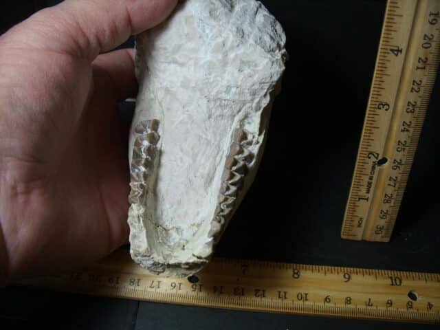 Oreodont -  Lower Jaw fossil (101922k - Image 2