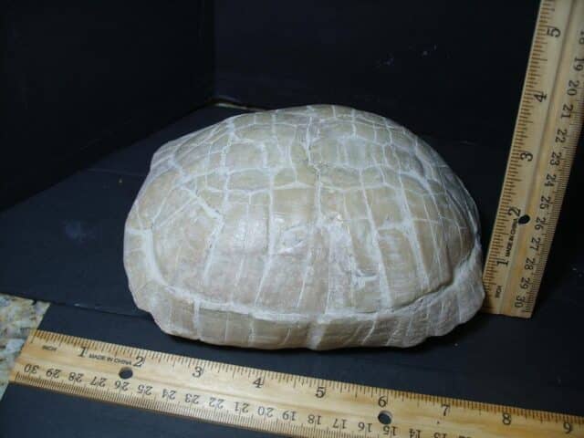 Complete Fossil Tortoise (101922n)