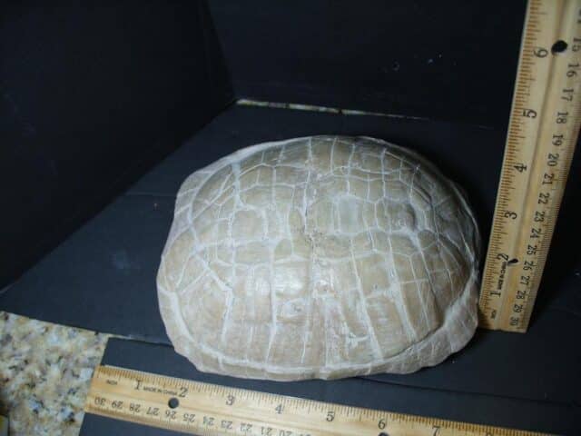 Complete Fossil Tortoise (101922n) - Image 2