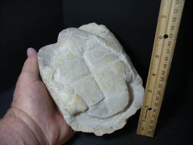 Complete Fossil Tortoise (101922n) - Image 3