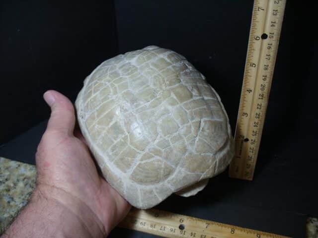 Complete Fossil Tortoise (101922n) - Image 4