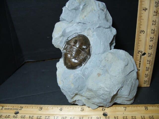 Isotelus maximus Fossilized Trilobite  (101922s) - Image 2