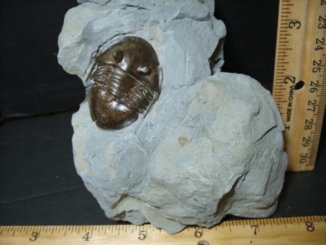 Isotelus maximus Fossilized Trilobite  (101922s)