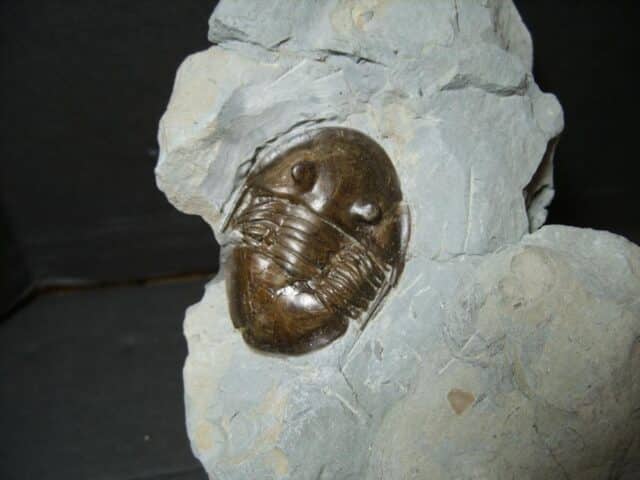Isotelus maximus Fossilized Trilobite  (101922s) - Image 3