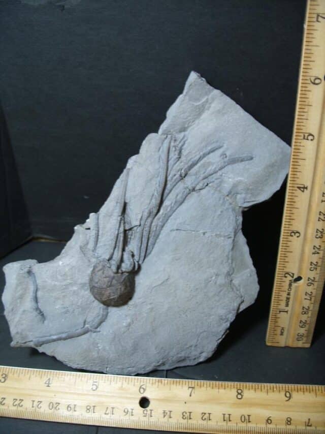Excellent Cystoid Specimen with Head & Stems  (101922v) - Image 3