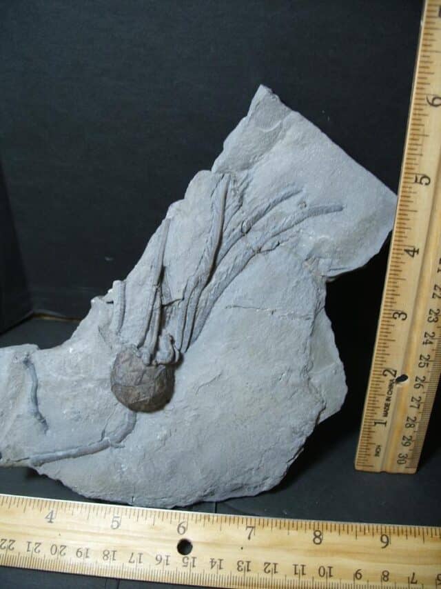 Excellent Cystoid Specimen with Head & Stems  (101922v) - Image 2