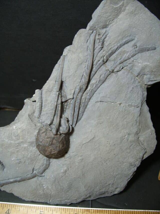 Excellent Cystoid Specimen with Head & Stems  (101922v)