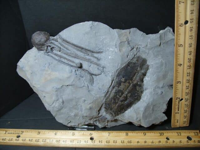 Dickinsonia fossil & Cystoid with Head & Stems  (102022a)