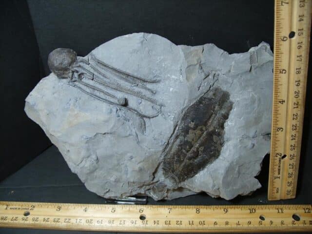 Dickinsonia fossil & Cystoid with Head & Stems  (102022a) - Image 2