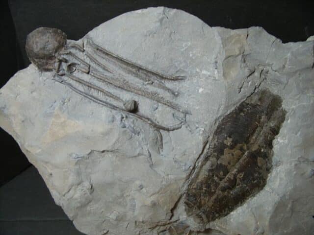 Dickinsonia fossil & Cystoid with Head & Stems  (102022a) - Image 3