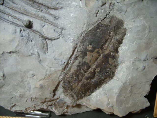 Dickinsonia fossil & Cystoid with Head & Stems  (102022a) - Image 4