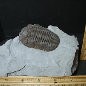 Eldredgeops Fossilized Trilobite  (102022g)