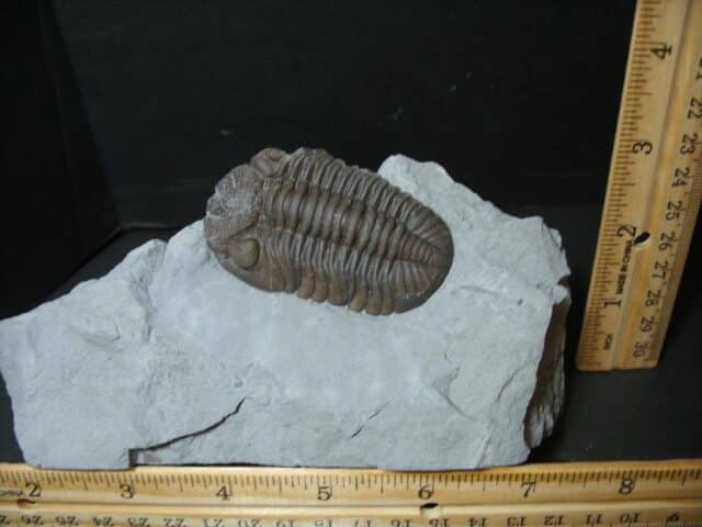 Eldredgeops Fossilized Trilobite  (102022g)