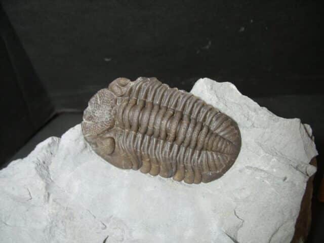 Eldredgeops Fossilized Trilobite  (102022g) - Image 2