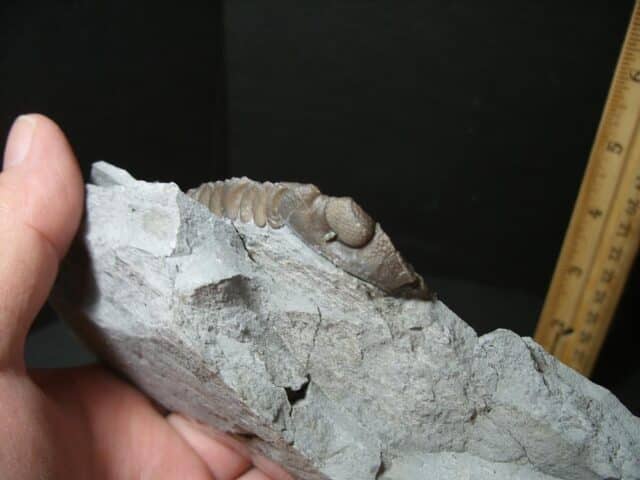 Eldredgeops Fossilized Trilobite  (102022g) - Image 3