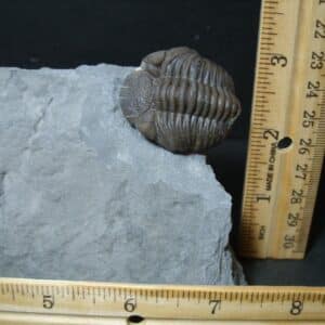 Eldredgeops Fossilized Trilobite  (102022h)