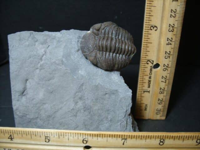 Eldredgeops Fossilized Trilobite  (102022h)