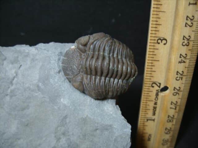 Eldredgeops Fossilized Trilobite  (102022h) - Image 2