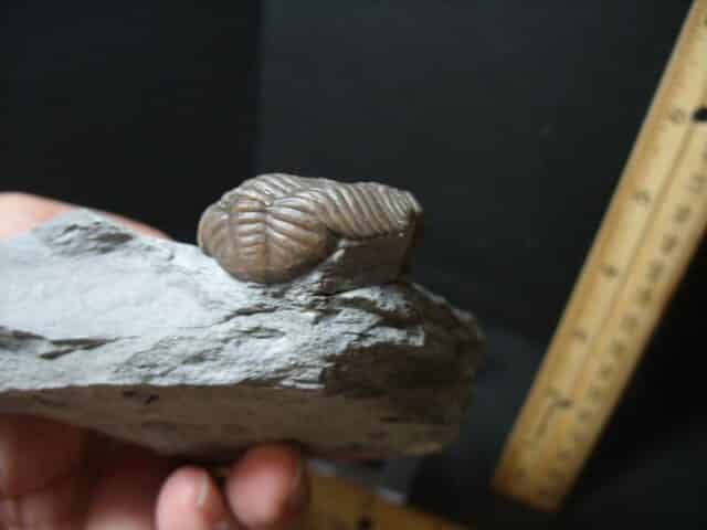Eldredgeops Fossilized Trilobite  (102022h) - Image 3
