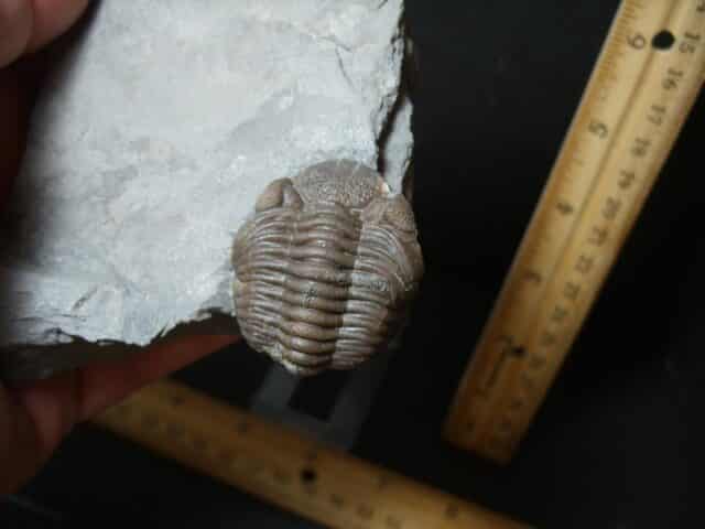 Eldredgeops Fossilized Trilobite  (102022h) - Image 4