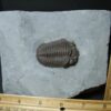 Eldredgeops Fossilized Trilobite  (102022b)