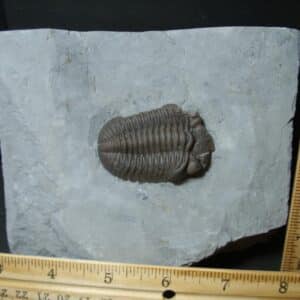 Eldredgeops Fossilized Trilobite  (102022b)
