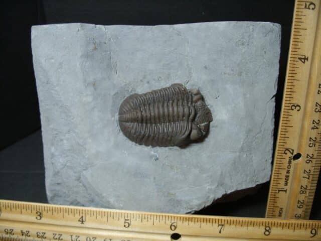 Eldredgeops Fossilized Trilobite  (102022b)