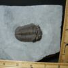 Eldredgeops Fossilized Trilobite  (102022b) - Image 2