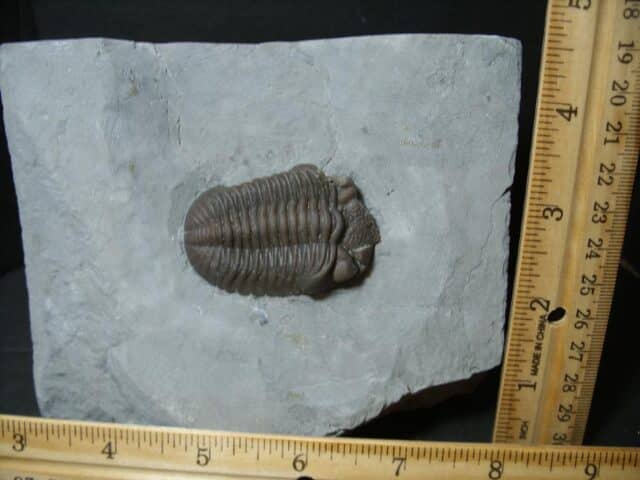 Eldredgeops Fossilized Trilobite  (102022b) - Image 2