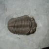 Eldredgeops Fossilized Trilobite  (102022b) - Image 3