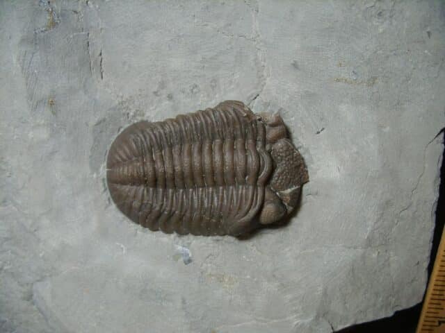 Eldredgeops Fossilized Trilobite  (102022b) - Image 3