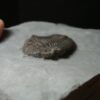 Eldredgeops Fossilized Trilobite  (102022b) - Image 4