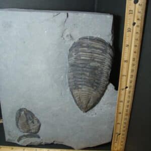 Trimerus Fossilized Trilobite  (102022d)* “SPECIAL - BELOW DEALER COST ” *
