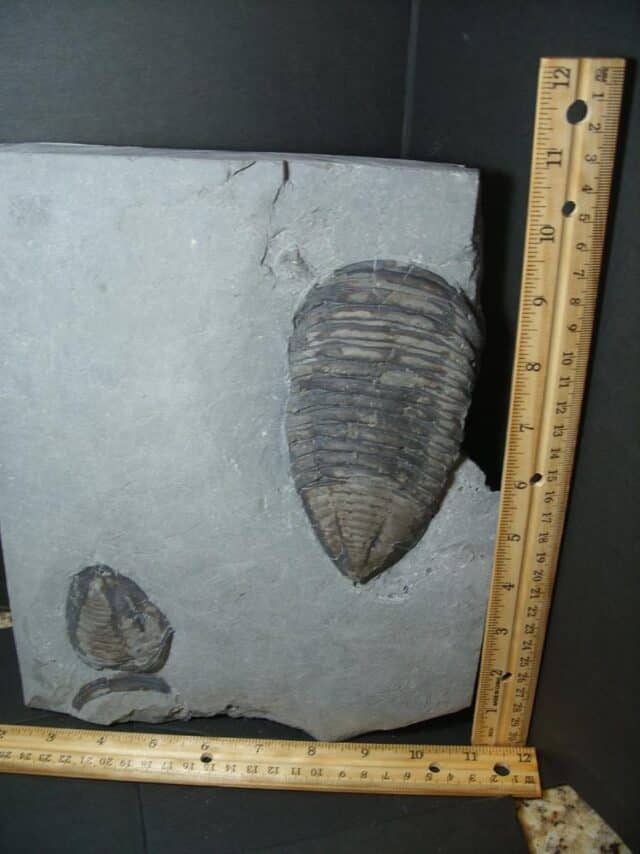 Trimerus Fossilized Trilobite  (102022d)* “SPECIAL - BELOW DEALER COST ” *