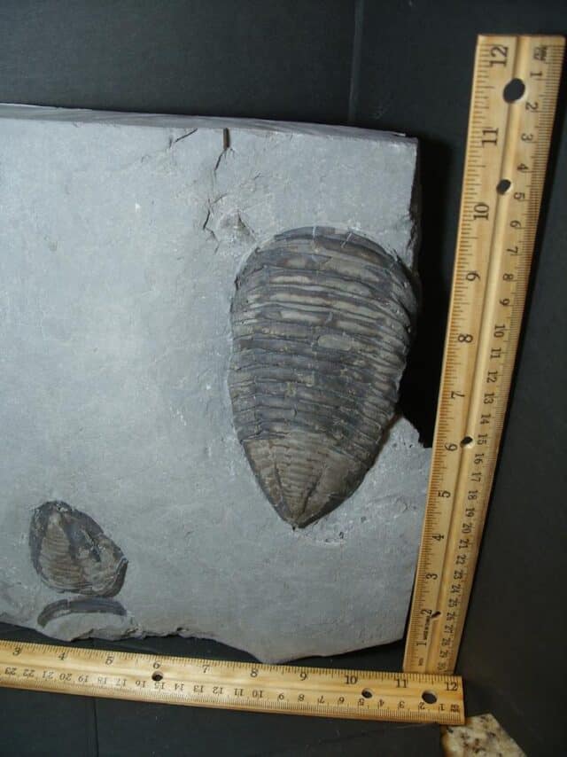 Trimerus Fossilized Trilobite  (102022d)* “SPECIAL - BELOW DEALER COST ” * - Image 2