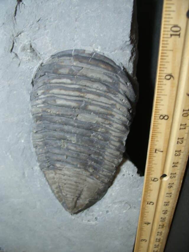 Trimerus Fossilized Trilobite  (102022d)* “SPECIAL - BELOW DEALER COST ” * - Image 3