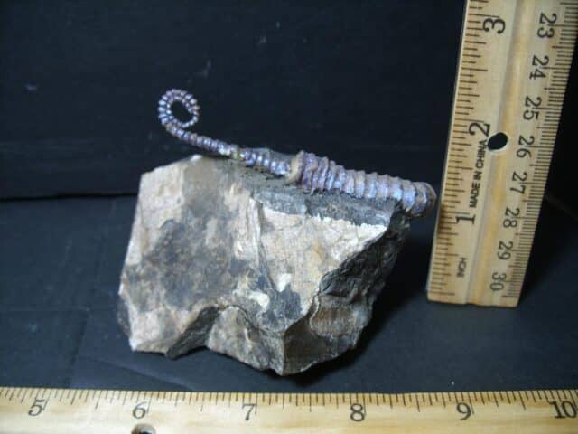 Heteromorph Ammonite  (102322b) - Image 3
