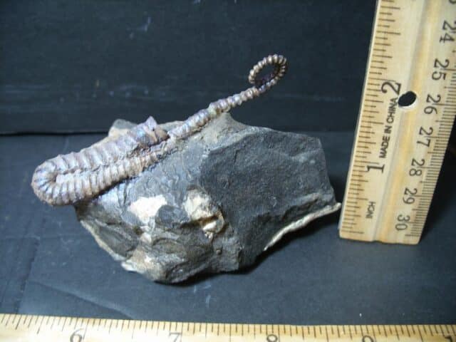 Heteromorph Ammonite  (102322b) - Image 2