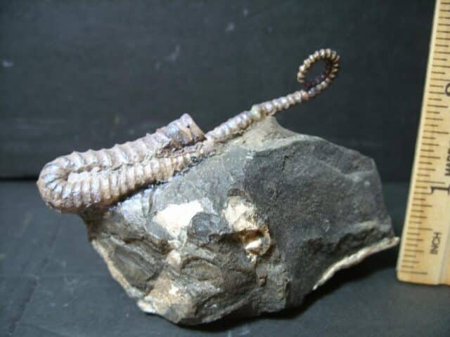 Heteromorph Ammonite  (102322b)