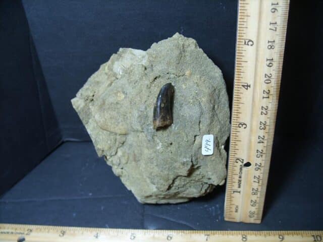 Nannotyrannus  Dinosaur Tooth (102322e)* “SPECIAL - BELOW DEALER COST ” * - Image 5
