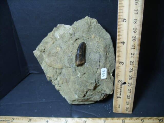 Nannotyrannus  Dinosaur Tooth (102322e)* “SPECIAL - BELOW DEALER COST ” * - Image 4
